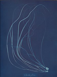سلسلة الأسلاك ، كاليفورنيا. 1853 بواسطة آنا أتكينز