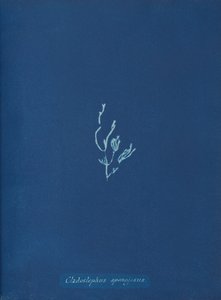 Cladostephus spongiosus ، كاليفورنيا. 1853 بواسطة آنا أتكينز