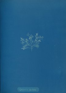 سيستوسيرا بارباتا ، كاليفورنيا. 1853. بواسطة آنا أتكينز
