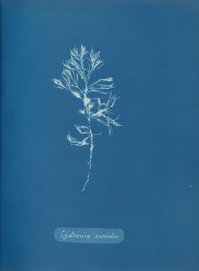 Cystoseira ericoides ، كاليفورنيا. 1853. بواسطة آنا أتكينز