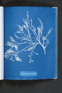 Cystoseira foeniculacea ، من "صور الطحالب البريطانية: انطباعات سيانوتايب" ، نُشر في 1843-1853 بواسطة آنا أتكينز