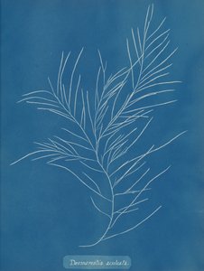 Desmarestia aculeata ، كاليفورنيا. 1853 بواسطة آنا أتكينز