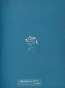 الدياتومات البحرية على Ceramium rubrum ، كاليفورنيا. 1853 بواسطة آنا أتكينز