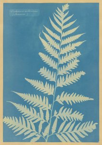 Dichsonia arborescens ، جامايكا بواسطة آنا أتكينز