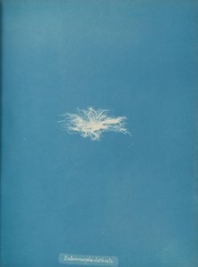 Enteromorpha clathrata ، كاليفورنيا. 1853. بواسطة آنا أتكينز