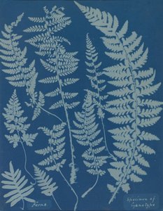 السرخس. عينة من Cyanotype ، 1840. بواسطة آنا أتكينز
