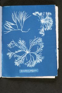 Furcelleria fastigiata ، من "صور الطحالب البريطانية: انطباعات من النوع السيانوي" ، تم نشره في ١٨٤٣-٥٣ (نوع السيانوتايب) بواسطة آنا أتكينز
