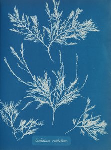 Gelidium rostratum ، كاليفورنيا. 1853 بواسطة آنا أتكينز