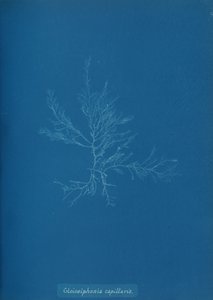 Gloisiphonia capillaris ، كاليفورنيا. 1853. بواسطة آنا أتكينز
