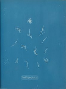 Grateloupia filicina ، كاليفورنيا. 1853. بواسطة آنا أتكينز