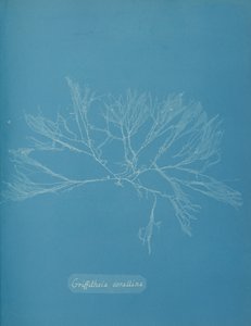 كورال جريفيثسيا ، كاليفورنيا. 1853. بواسطة آنا أتكينز