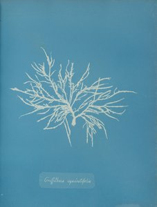 Griffithsia equisetifolia ، كاليفورنيا. 1853. بواسطة آنا أتكينز