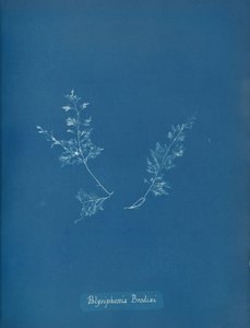 Polysiphonia برودي ، كاليفورنيا. 1853 بواسطة آنا أتكينز