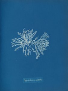 Polysiphonia cristata ، كاليفورنيا. 1853. بواسطة آنا أتكينز