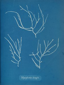 Polysiphonia elongata ، كاليفورنيا. 1853 بواسطة آنا أتكينز