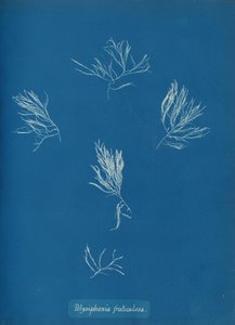Polysiphonia fruticulosa ، كاليفورنيا. 1853 بواسطة آنا أتكينز