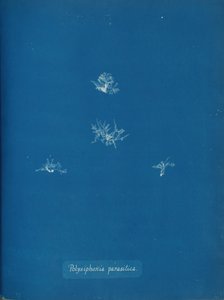 Polysiphonia parasitica ، كاليفورنيا. 1853. بواسطة آنا أتكينز