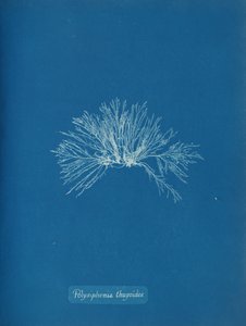 Polysiphonia thuyoides ، كاليفورنيا. 1853. بواسطة آنا أتكينز