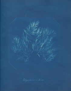 Polysiphonia فيولاسيا ، كاليفورنيا. 1853. بواسطة آنا أتكينز