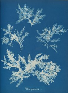 Ptilota plumosa ، كاليفورنيا. 1853. بواسطة آنا أتكينز
