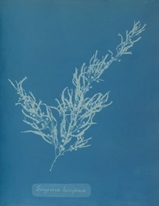 Sargassum bacciferum ، كاليفورنيا. 1853. بواسطة آنا أتكينز