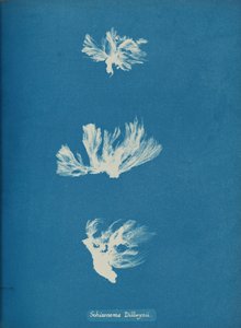 شيزونيما ديلويني ، كاليفورنيا. 1853. بواسطة آنا أتكينز