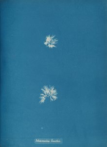 شيزونيما سميثي ، كاليفورنيا. 1853. بواسطة آنا أتكينز