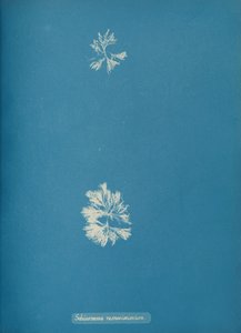 شيزونيما راموسيسيموس ، كاليفورنيا. 1853 بواسطة آنا أتكينز