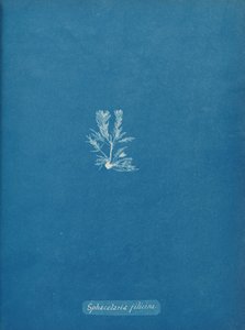 Sphacelaria filicina ، كاليفورنيا. 1853. بواسطة آنا أتكينز