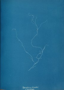 Sporochnius rhizodes ß باراكلوكسا ، كاليفورنيا. 1853. بواسطة آنا أتكينز