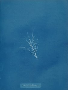 Striaria المخففة ، كاليفورنيا. 1853. بواسطة آنا أتكينز