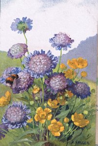 الحوذان. Cornflowers and Bee ، بطاقة بريدية ، 1940s