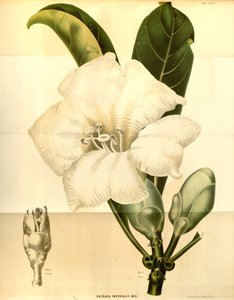 فاجريا إمبرياليس بواسطة Annales Musei botanici lugduno batavi
