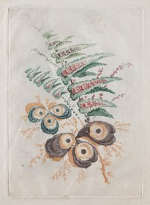 مجموعة جديدة من محافظ الزهور مثالية للاستخدام في التصميم والرسم: تخيلات الزهور ، ج. 179 بواسطة آن ألين