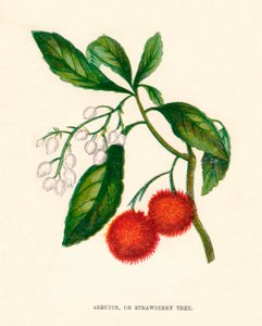 أربوتوس ، أو شجرة الفراولة ، c1891 ، 1891 بواسطة آن برات