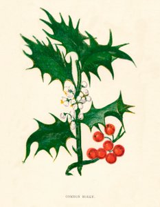 هولي المشتركة ، c1891 ، 1891 بواسطة آن برات