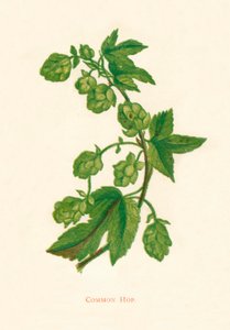 الهيب المشترك ، c1891 ، 1891 بواسطة آن برات