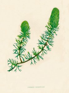 هورنورت المشتركة ، c1891 ، 1891 بواسطة آن برات