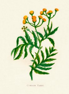 Tansy المشترك ، c1891 ، 1891 بواسطة آن برات