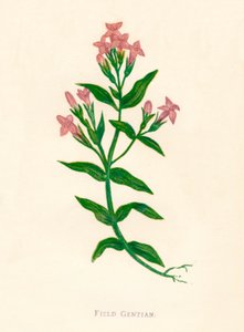 حقل الجنطيانا ، c1891 ، 1891 بواسطة آن برات