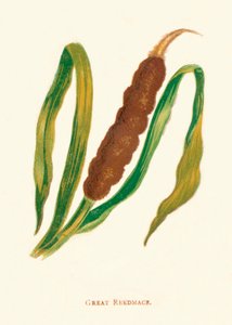 جليل ريدميس ، c1891 ، 1891 بواسطة آن برات