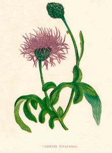 الأعشاب الكبيرة ، c1891 ، 1891 بواسطة آن برات