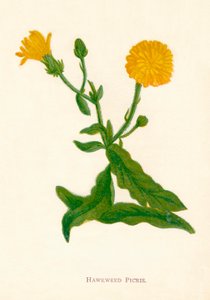 هوكويد بيكريس ، c1891 ، 1891 بواسطة آن برات