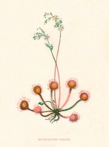 Round Leaved Sundew، c1891، 1891 بواسطة آن برات