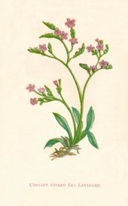 منتصب منتفخ البحر لافندر ، c1891 ، 1891 بواسطة آن برات