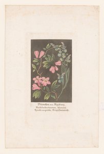 ارتفع جبال الألب وننسى لي ليس من ريجي Blümchen vom Rigiberg (العنوان على الكائن) بواسطة هاينريش كيلر (ربما)