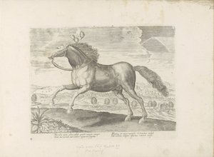 Arabisch paard إحضار (العنوان على الكائن) Paardenrassen uit de Koninklijke stallen van Don Juan van Oostenrijk (عنوان المسلسل) الحصان الذي فيه جميع أنواع النبلاء: اختيار سلوك خيول متميز من مختلف أنحاء العالم (...) (عنوان السلسلة على الكائن) بواسطة جان فان دير سترايت