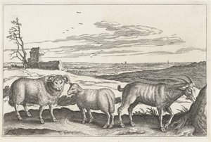 الماعز والغنم الحيوانات ذات الأرجل الأربعة (عنوان السلسلة) Animalivm Qvaddrvpedvm (عنوان المسلسل) بواسطة نيكولاس فيشر (الأول) (منسوب إلى)