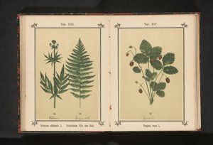 حشيشة الهر الحقيقي وفرع من سرخس ذكر Valeriana officinalis L. Polystichum Filix mas Roth (العنوان على الكائن) بواسطة جيه كوسل