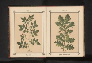 إيكينتاك Quercus pedunculata Ehrh. (العنوان على الكائن) بواسطة جيه كوسل